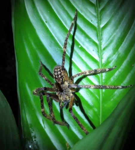 Réf. 239 217 : Piloctenus sp.